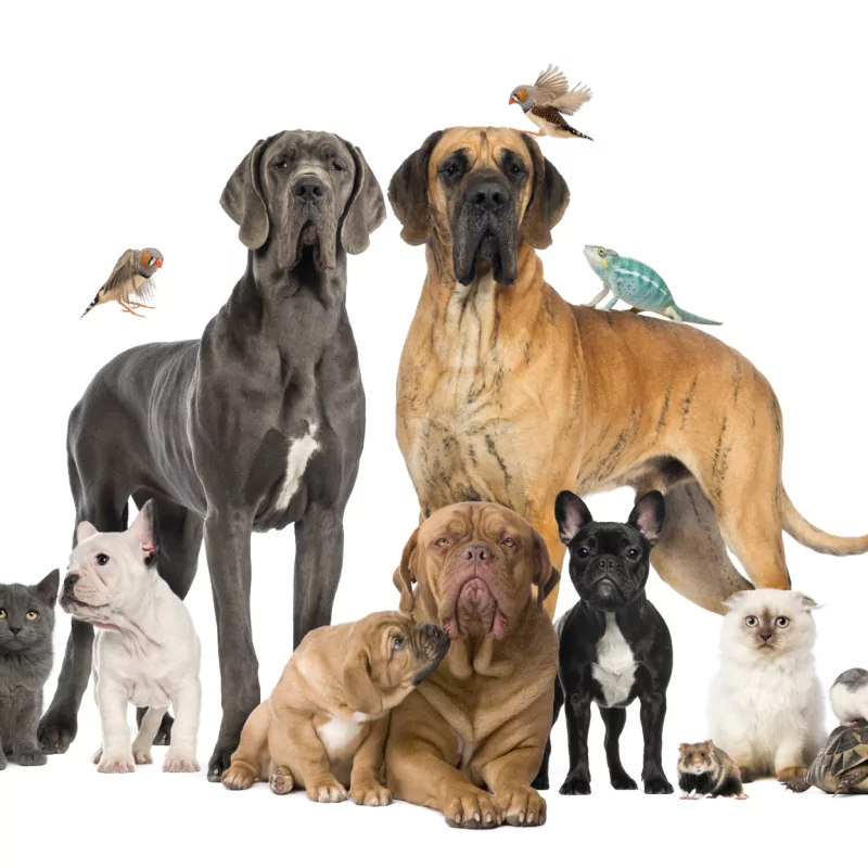 animais